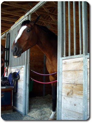 Equine (horse) in a stall Picture of a horse